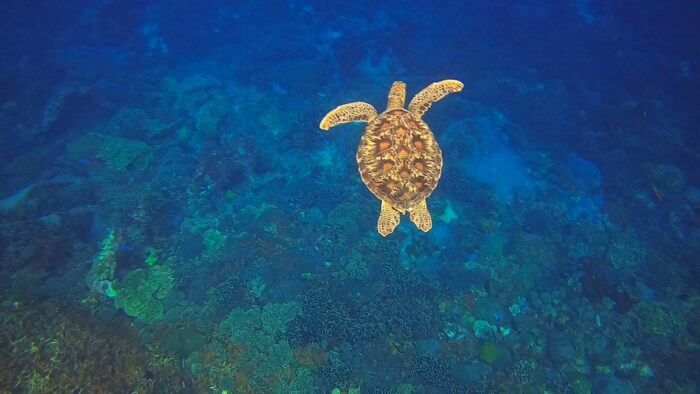 snorkeling with turtles in S.Pedro beach